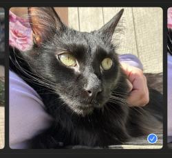 Lost Male Cat last seen E hwy 40 , Independence, MO 64055