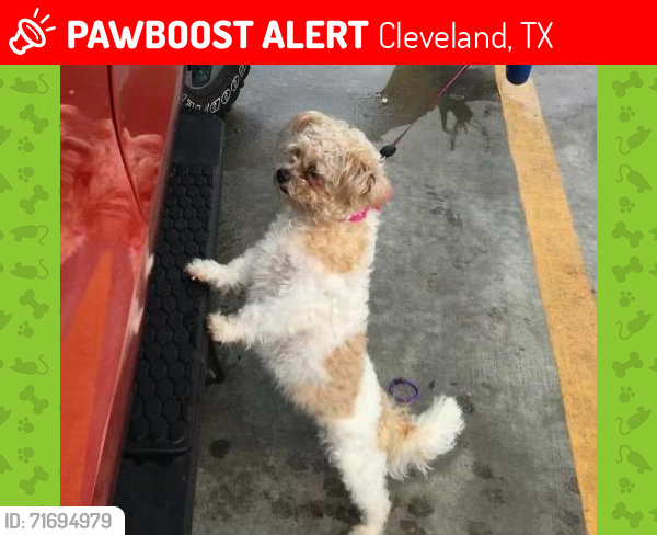 Lost Female Dog last seen santa fe 6 , terrenos houston cleveland texas 77327, Cleveland, TX 77327
