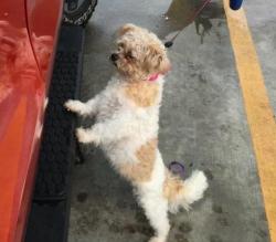 Lost Female Dog last seen santa fe 6 , terrenos houston cleveland texas 77327, Cleveland, TX 77327