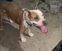 Reunited Male Dog last seen PRINCE & 1st, Tucson, AZ 85719