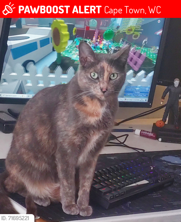 Lost Female Cat last seen Brackenfell, Ruwari, Cape Town, WC 7560