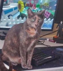 Lost Female Cat last seen Brackenfell, Ruwari, Cape Town, WC 7560