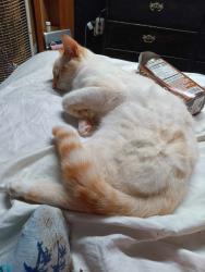 Lost Male Cat last seen Cr 448 A and 48, Mount Dora, FL 32757