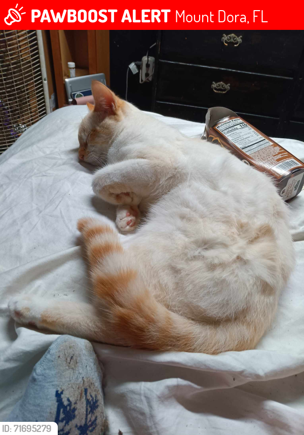 Lost Male Cat last seen Cr 448 A and 48, Mount Dora, FL 32757