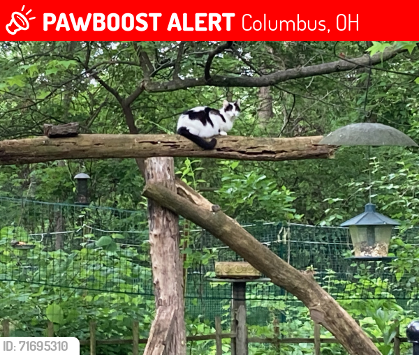 Lost Female Cat last seen Sunbury and McCutcheon Rd, Columbus, OH 43219