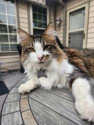 Lost Male Cat last seen Mckenzie , Greenfield, IN 46140