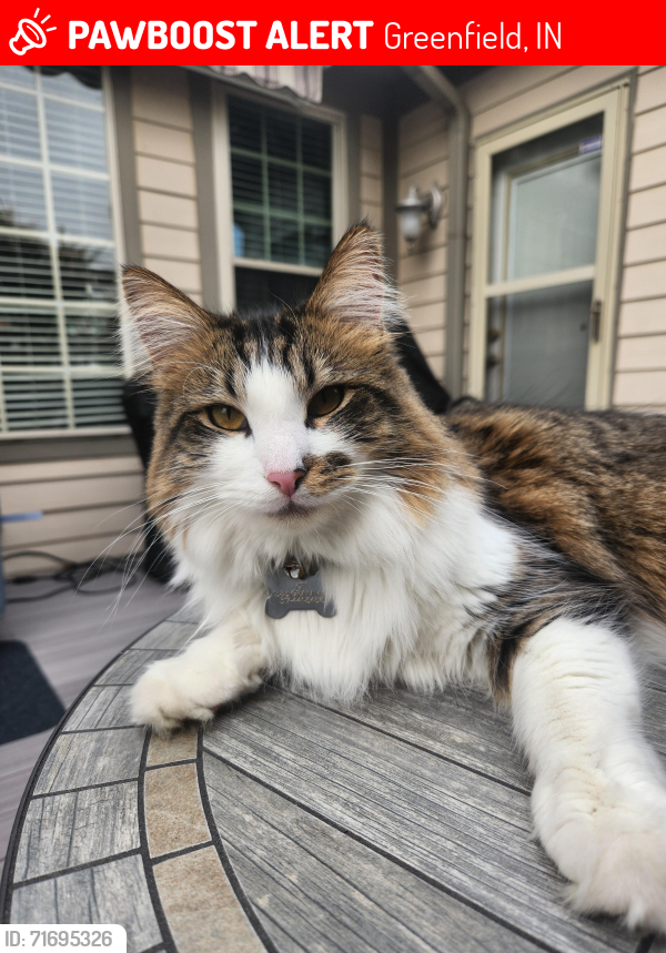 Lost Male Cat last seen Mckenzie , Greenfield, IN 46140