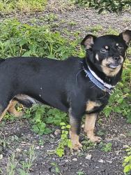 Lost Unknown Dog last seen Horal side, San Antonio, TX 78227