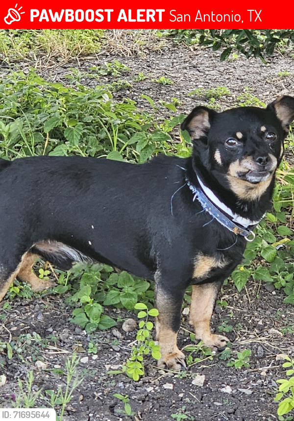 Lost Unknown Dog last seen Horal side, San Antonio, TX 78227
