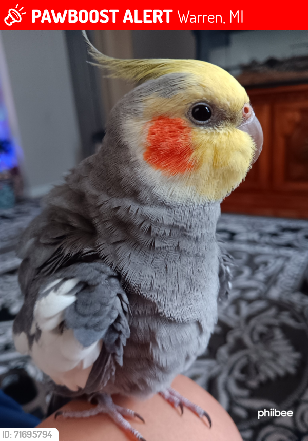 Lost Male Bird last seen Eleanor, Hibachi King, Linus Dr, Berry, Stephen's Rd, 10 and 9 mile, Schoenherr , Warren, MI 48089