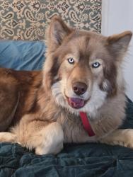 Lost Female Dog last seen Us 68, Georgetown, OH 45121