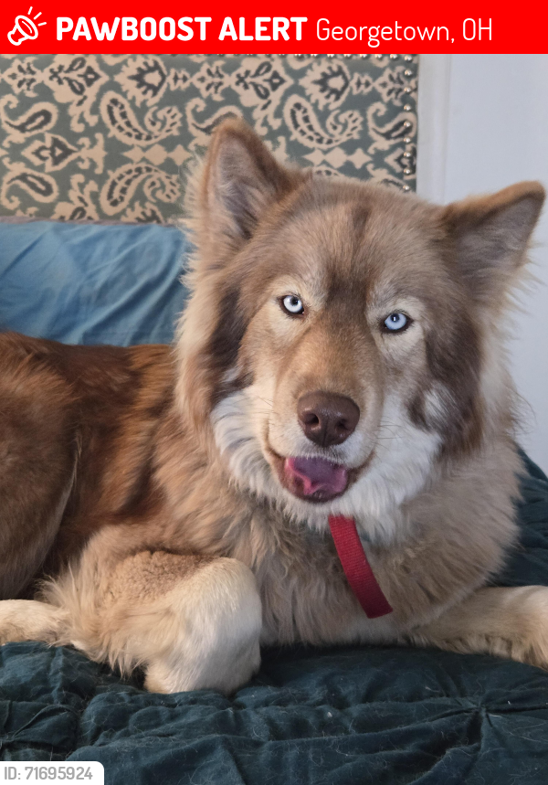 Lost Female Dog last seen Us 68, Georgetown, OH 45121