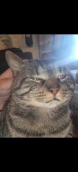 Lost Male Cat last seen Moose Lodge, Seymour, IN 47274