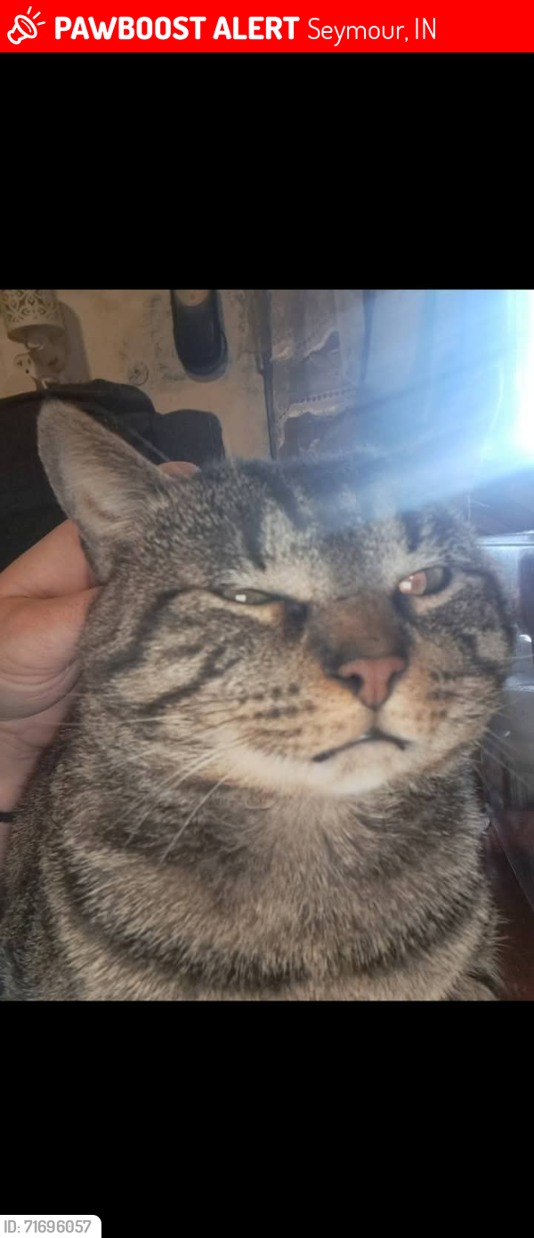 Lost Male Cat last seen Moose Lodge, Seymour, IN 47274