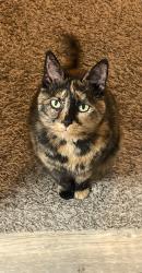 Lost Female Cat last seen Porters mill neighborhood , Montgomery County, TX 77357