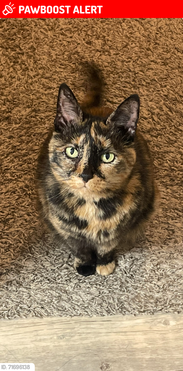 Lost Female Cat last seen Porters mill neighborhood , Montgomery County, TX 77357