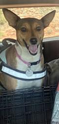 Lost Female Dog last seen 38th ave and san juan, Phoenix, AZ 85019
