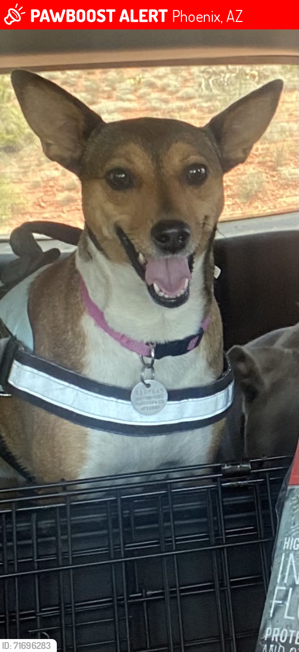 Lost Female Dog last seen 38th ave and san juan, Phoenix, AZ 85019