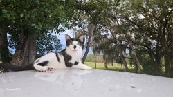 Lost Male Cat last seen Shelton St & CR17, Highlands County, FL 33876