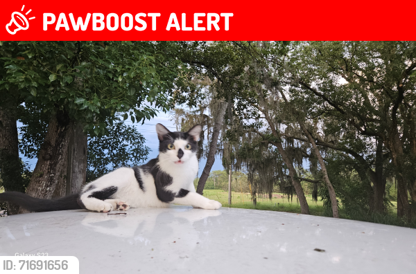 Lost Male Cat last seen Shelton St & CR17, Highlands County, FL 33876