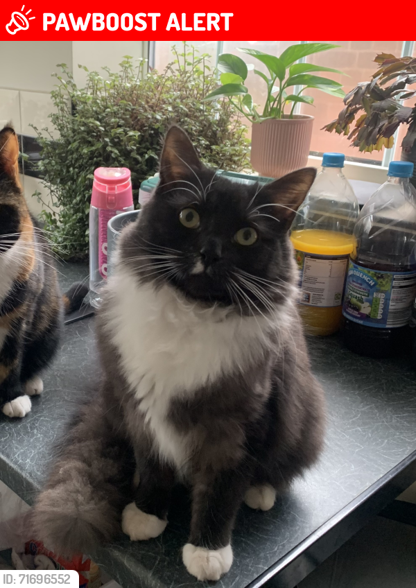 Lost Male Cat last seen Cottingham Road, Inglemire Lane, Quadrant, Kingston upon Hull, England HU6 8SB