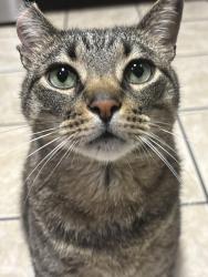 Lost Male Cat last seen Bear Creek Ranch, Lancaster, Lancaster, TX 75146