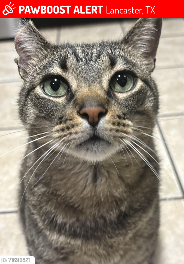 Lost Male Cat last seen Bear Creek Ranch, Lancaster, Lancaster, TX 75146