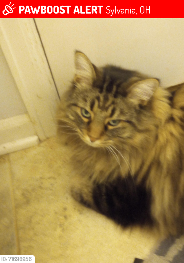Lost Male Cat last seen Brint Rd and king rd, Sylvania, OH 43560
