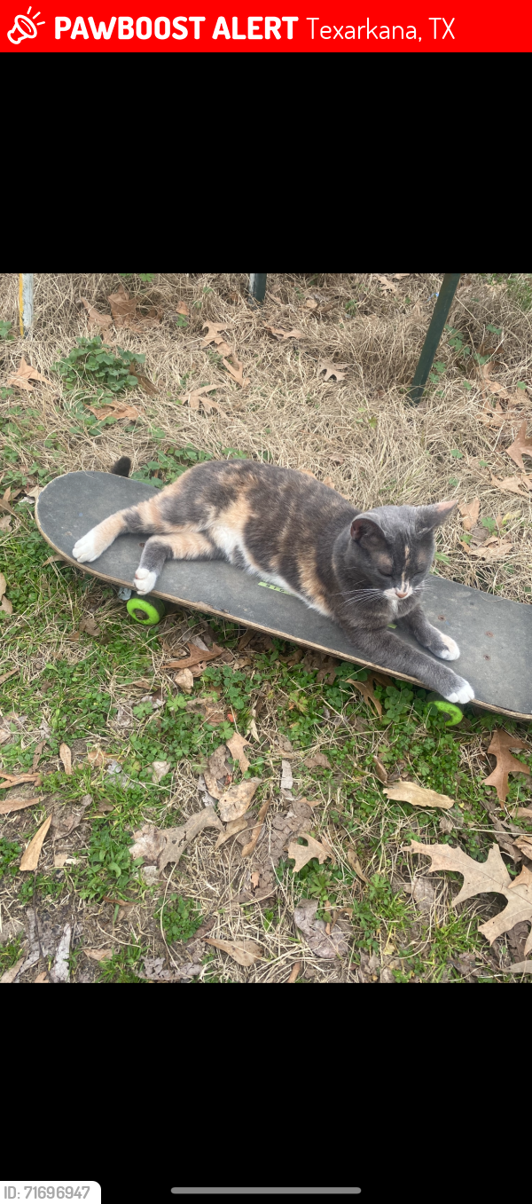 Lost Female Cat last seen Hwy 67 and Roosevelt Rd, near Daniel’s Tires , Texarkana, TX 75501