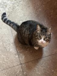 Lost Female Cat last seen Webster Elementary , San Diego, CA 92102