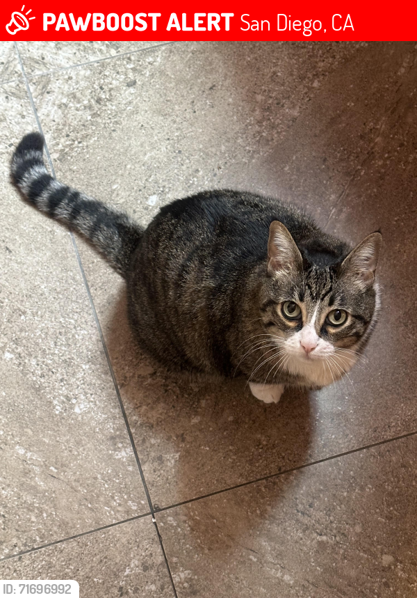 Lost Female Cat last seen Webster Elementary , San Diego, CA 92102