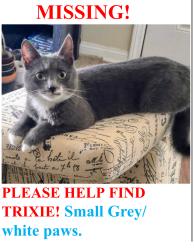 Lost Female Cat last seen Los Alamos, Murrieta. East of 215 Fwy. May be near Hancock., Murrieta, CA 92563