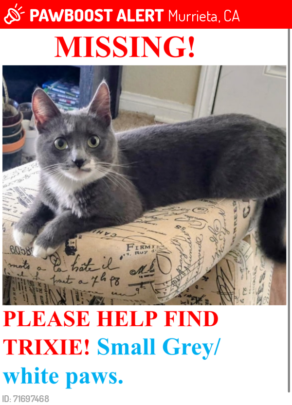 Lost Female Cat last seen Los Alamos, Murrieta. East of 215 Fwy. May be near Hancock., Murrieta, CA 92563
