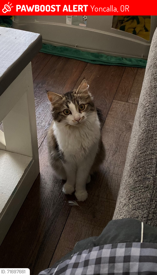 Lost Female Cat last seen Near Main St, Yoncalla, OR 97499, Yoncalla, OR 97499