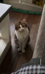 Lost Female Cat last seen Near Main St, Yoncalla, OR 97499, Yoncalla, OR 97499