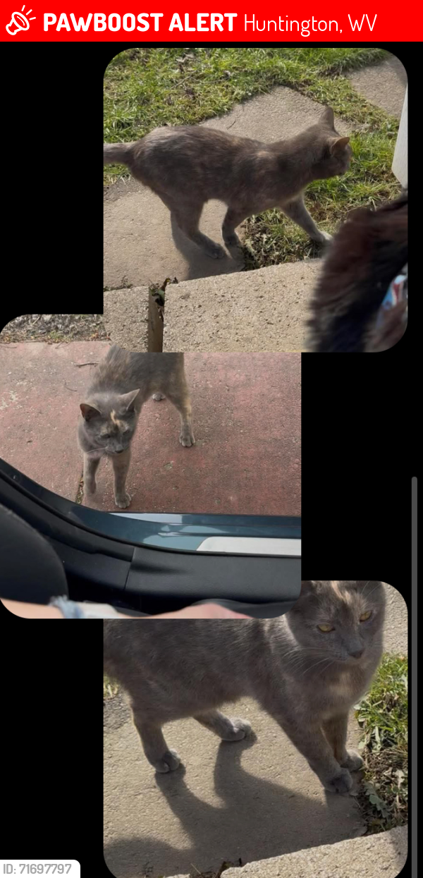Lost Female Cat last seen Westmoreland teen center and chase street, Huntington, WV 25704