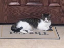 Lost Male Cat last seen The Woods of Beavercreek, Beavercreek, OH 45431