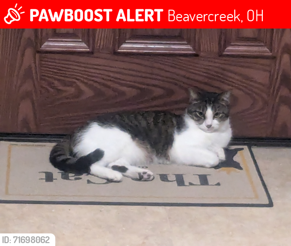 Lost Male Cat last seen The Woods of Beavercreek, Beavercreek, OH 45431