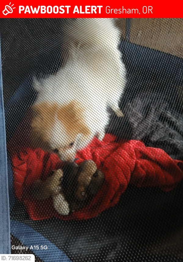 Lost Female Dog last seen 1071Se Kane dr apt 30 Gresham or 97080, Gresham, OR 97080