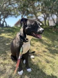 Reunited Male Dog last seen Vision Drive and Easter Way, San Diego, CA 92121