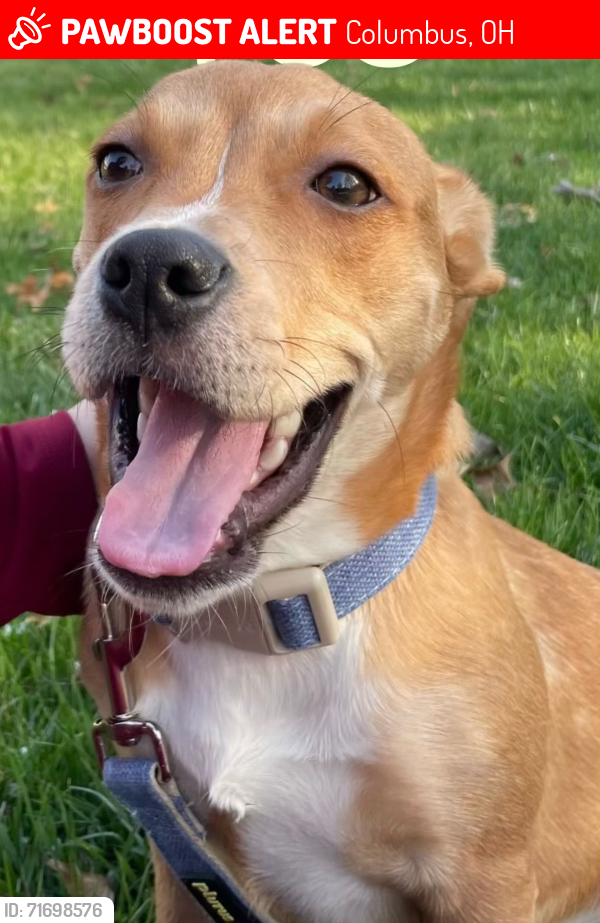 Lost Female Dog last seen Near all the food trucks , Columbus, OH 43228