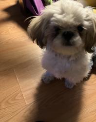 Lost Female Dog last seen 15th & Venango & 15th & Erie Ave, Philadelphia, PA 19140