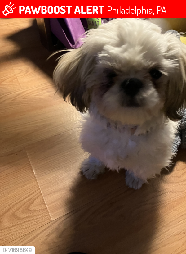 Lost Female Dog last seen 15th & Venango & 15th & Erie Ave, Philadelphia, PA 19140