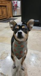 Lost Male Dog last seen North Riverside and Juliet Lane, close to the basswood home depot, Fort Worth, TX 76137