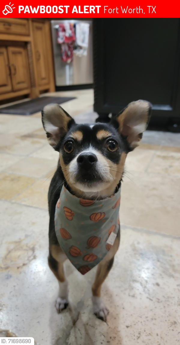 Lost Male Dog last seen North Riverside and Juliet Lane, close to the basswood home depot, Fort Worth, TX 76137