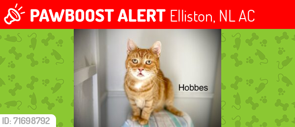 Lost Male Cat last seen near sealers memorial, Elliston, Elliston, NL A0C
