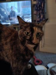Lost Female Cat last seen Porter, Wilson ST, Rome, GA 30161