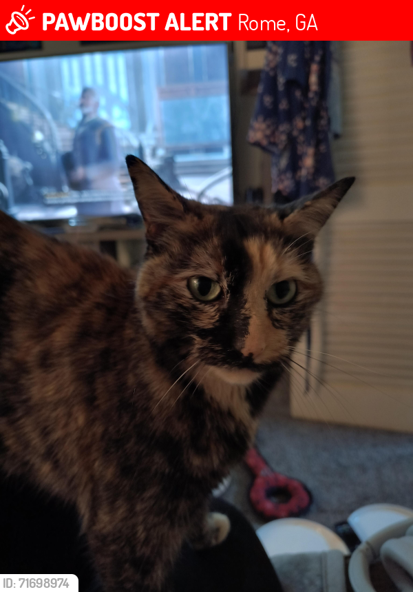 Lost Female Cat last seen Porter, Wilson ST, Rome, GA 30161