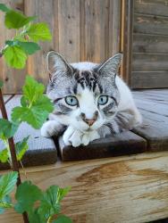 Lost Male Cat last seen Foys Canyon Road, Overlook Trail area, Flathead County, MT 59901