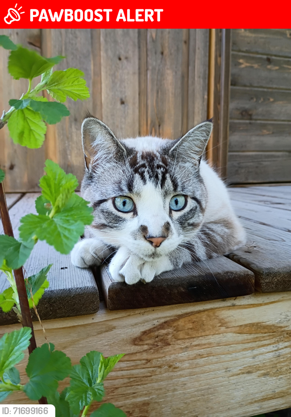 Lost Male Cat last seen Foys Canyon Road, Overlook Trail area, Flathead County, MT 59901